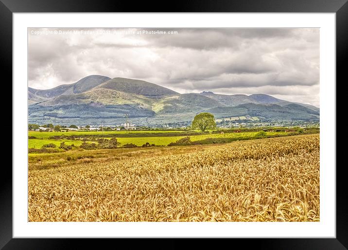 Harvesting Gold in the Mournes Framed Mounted Print by David McFarland