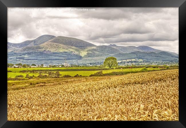 Harvesting Gold in the Mournes Framed Print by David McFarland