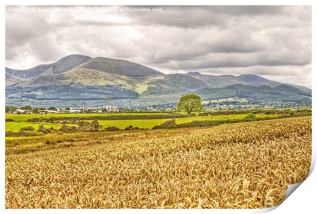 Harvesting Gold in the Mournes Print by David McFarland