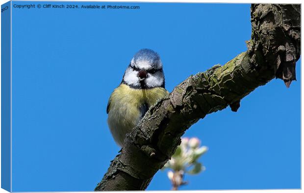 Blue tit Canvas Print by Cliff Kinch