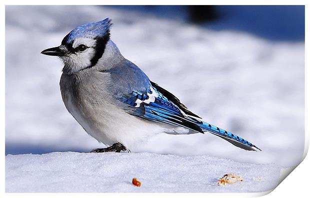 Winter Bluejay Print by Elaine Manley