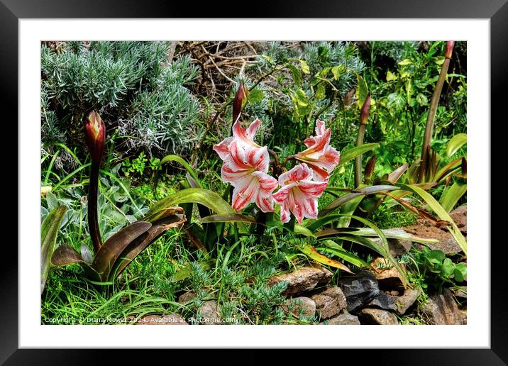  Levada Amaryllis Madeira Portugal Framed Mounted Print by Diana Mower