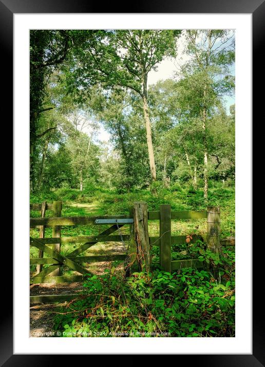 Tiptree Heath Woodlands Framed Mounted Print by Diana Mower