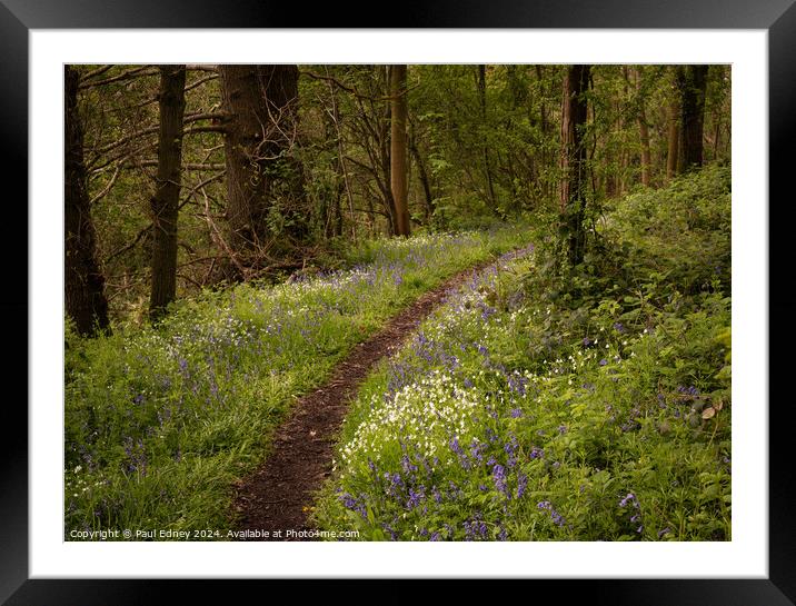Curving woodland path flanked by bluebells and white anemones. Framed Mounted Print by Paul Edney