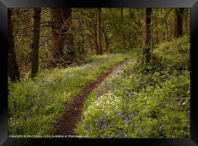 Curving woodland path flanked by bluebells and white anemones. Framed Print by Paul Edney