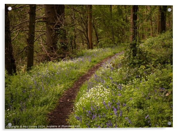 Curving woodland path flanked by bluebells and white anemones. Acrylic by Paul Edney