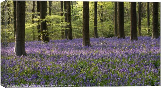 Bluebells and bright green tree growth Canvas Print by Paul Edney