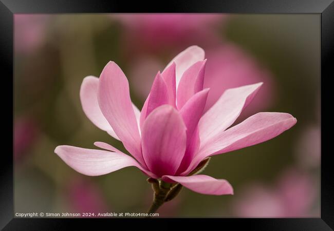 Pink Magnolia flower Framed Print by Simon Johnson