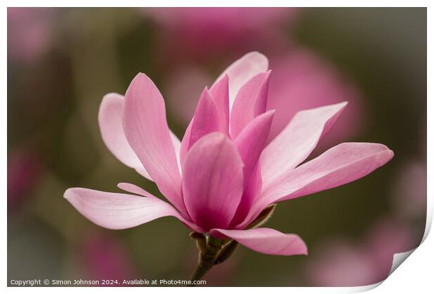 Pink Magnolia flower Print by Simon Johnson