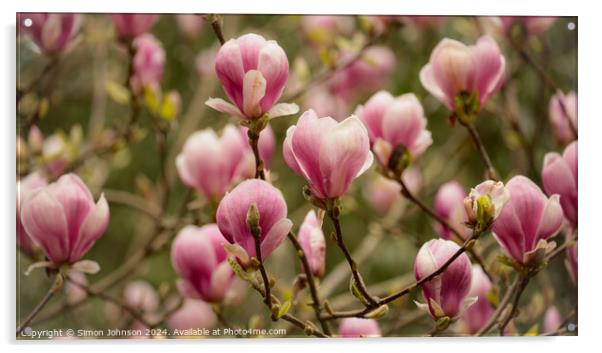 Magnoliat flowers Acrylic by Simon Johnson