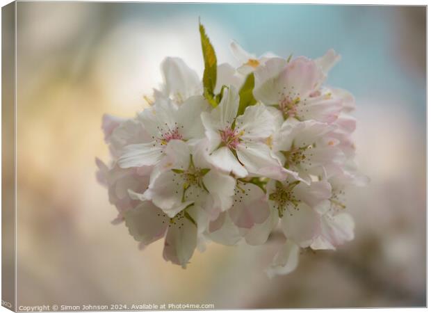 Plant flower Canvas Print by Simon Johnson