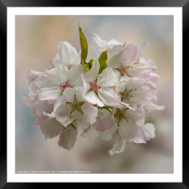 Spring Blossom  Framed Mounted Print by Simon Johnson