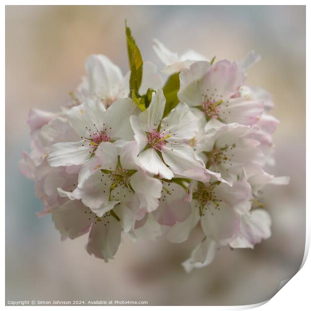 Spring Blossom  Print by Simon Johnson