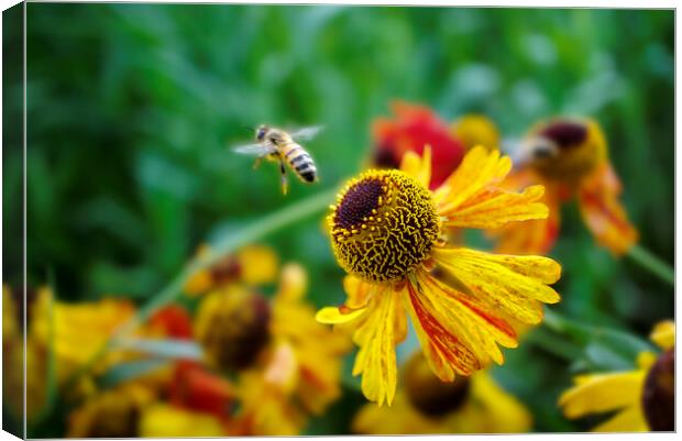 Honey Bee on Heleniums Canvas Print by Alison Chambers