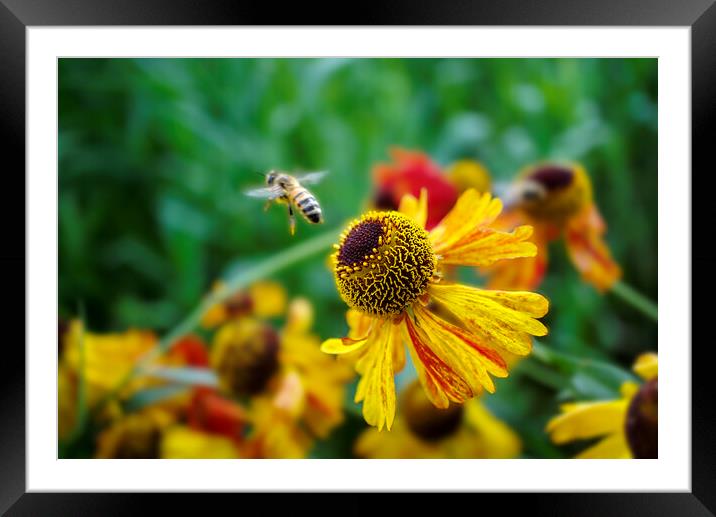 Honey Bee on Heleniums Framed Mounted Print by Alison Chambers