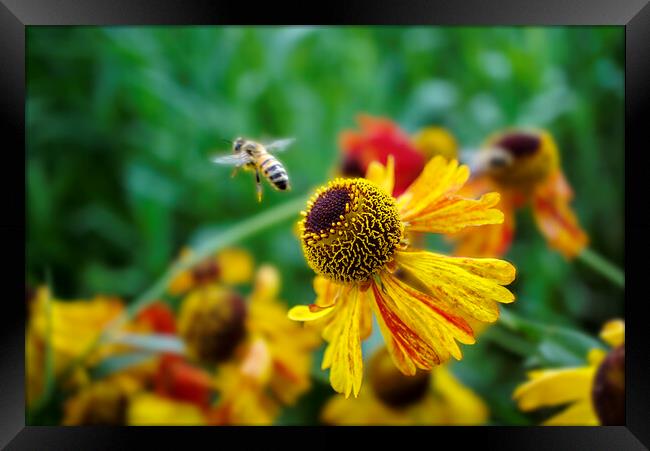 Honey Bee on Heleniums Framed Print by Alison Chambers