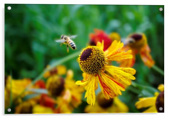 Honey Bee on Heleniums Acrylic by Alison Chambers