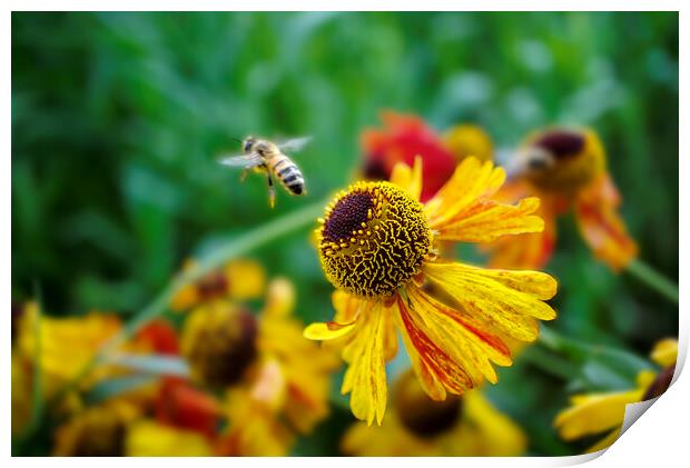 Honey Bee on Heleniums Print by Alison Chambers
