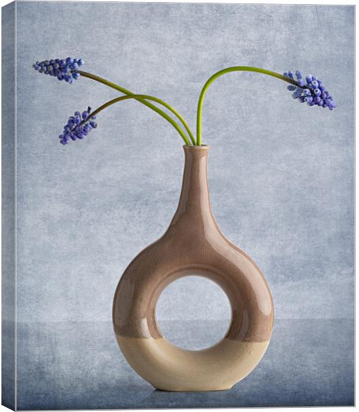 Muscari in vase Canvas Print by Pam Sargeant