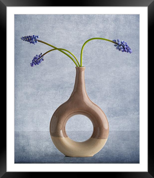 Muscari in vase Framed Mounted Print by Pam Sargeant