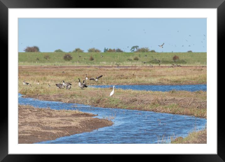 Outdoor Little Egret, Geese and other wetland birds de-focused behind  at Frampton Marsh Nature Reserve, Lincolnshire, England Framed Mounted Print by Dave Collins