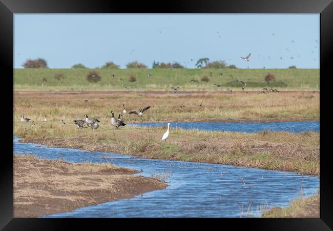 Outdoor Little Egret, Geese and other wetland birds de-focused behind  at Frampton Marsh Nature Reserve, Lincolnshire, England Framed Print by Dave Collins