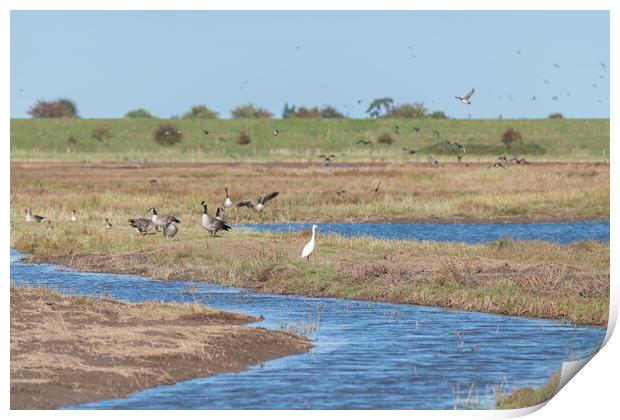 Outdoor Little Egret, Geese and other wetland birds de-focused behind  at Frampton Marsh Nature Reserve, Lincolnshire, England Print by Dave Collins