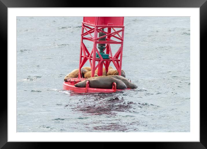 Steller Sea lions resting on a Shipping Light Buoy in Sitka, Alaska, USA Framed Mounted Print by Dave Collins