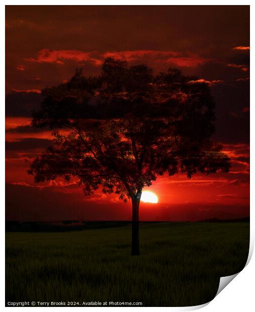 Sunset behind a Lone Tree Print by Terry Brooks