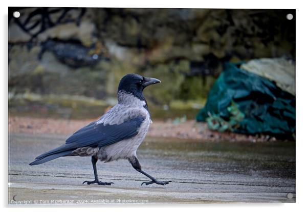 Hooded Crow Acrylic by Tom McPherson