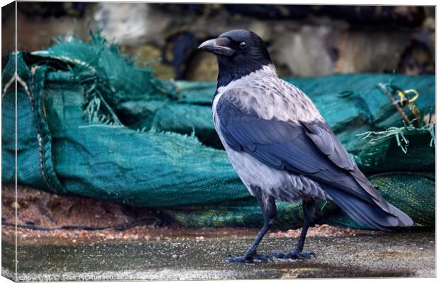 Hooded Crow Canvas Print by Tom McPherson