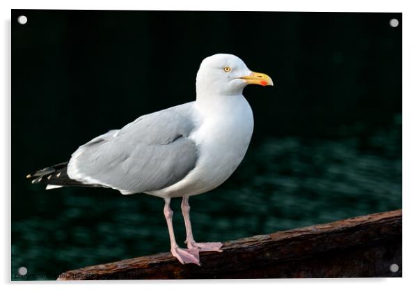 Herring Gull Acrylic by Tom McPherson