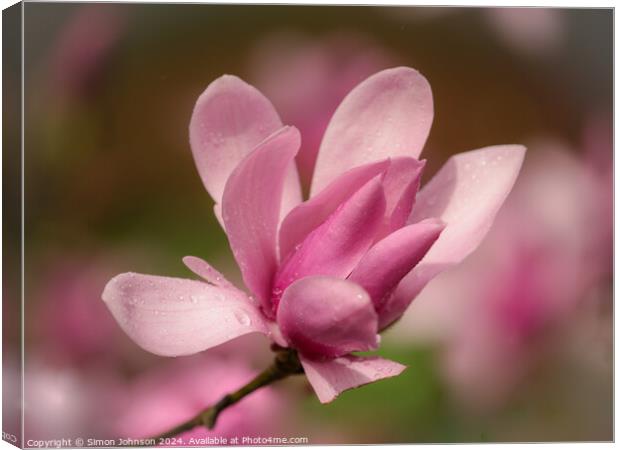 Pink magnolia flower  Canvas Print by Simon Johnson