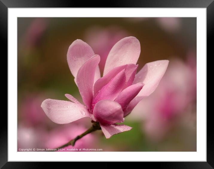 Pink magnolia flower  Framed Mounted Print by Simon Johnson
