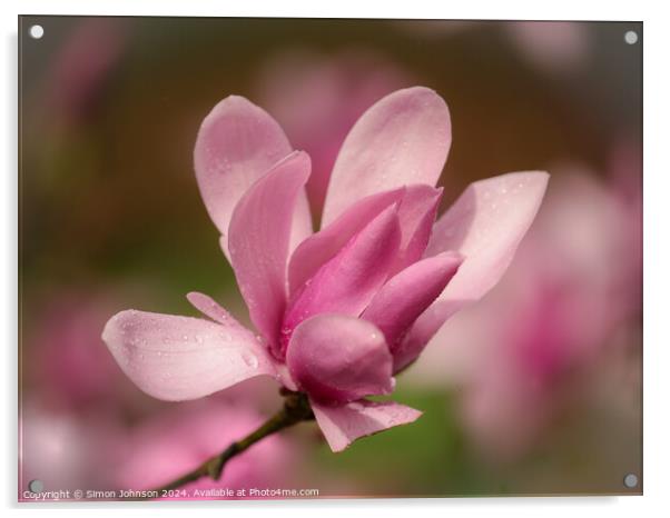 Pink magnolia flower  Acrylic by Simon Johnson