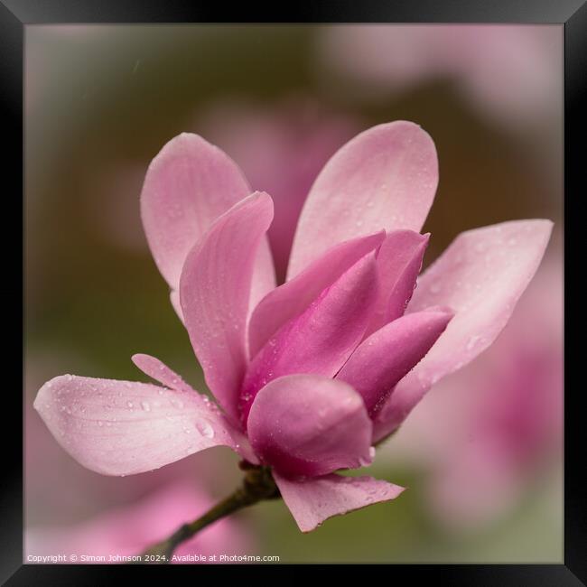 Pink magnolia  flower Framed Print by Simon Johnson