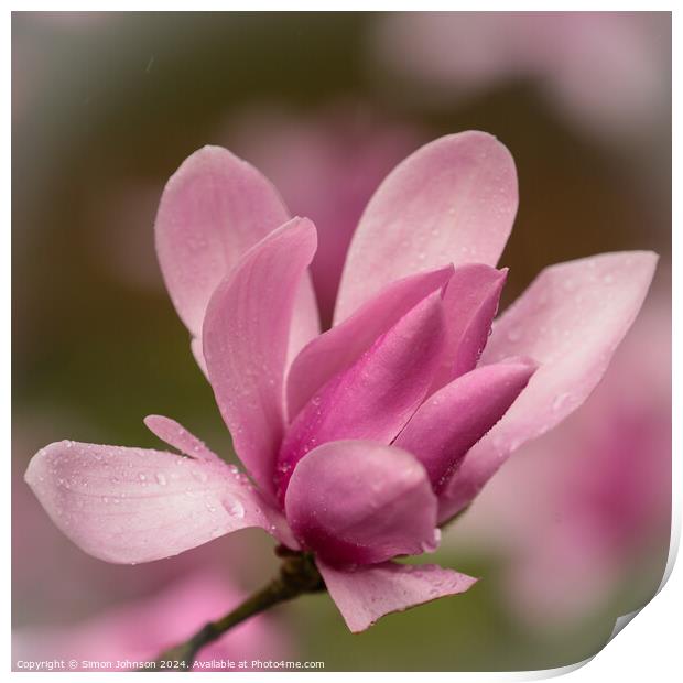 Pink magnolia  flower Print by Simon Johnson