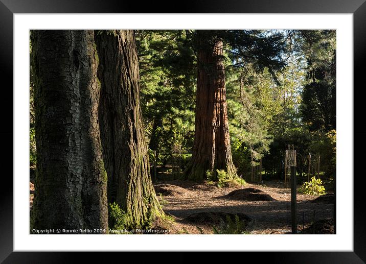 Sidelit Sequoia Framed Mounted Print by Ronnie Reffin