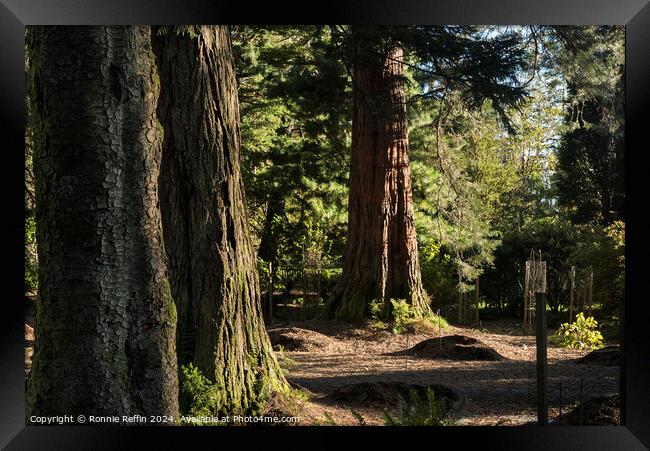 Sidelit Sequoia Framed Print by Ronnie Reffin