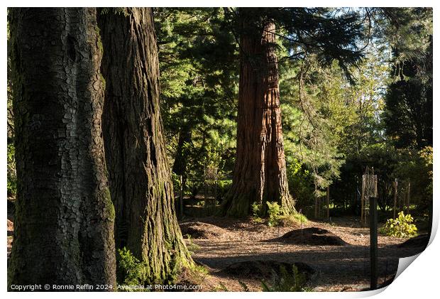 Sidelit Sequoia Print by Ronnie Reffin