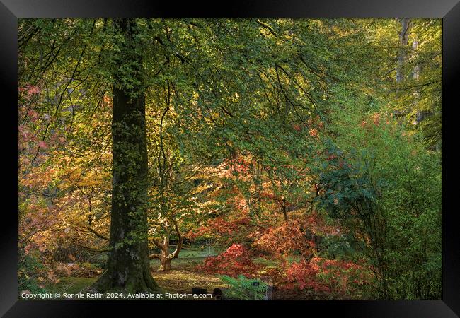 Autumn Colours Framed Print by Ronnie Reffin