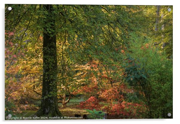 Autumn Colours Acrylic by Ronnie Reffin