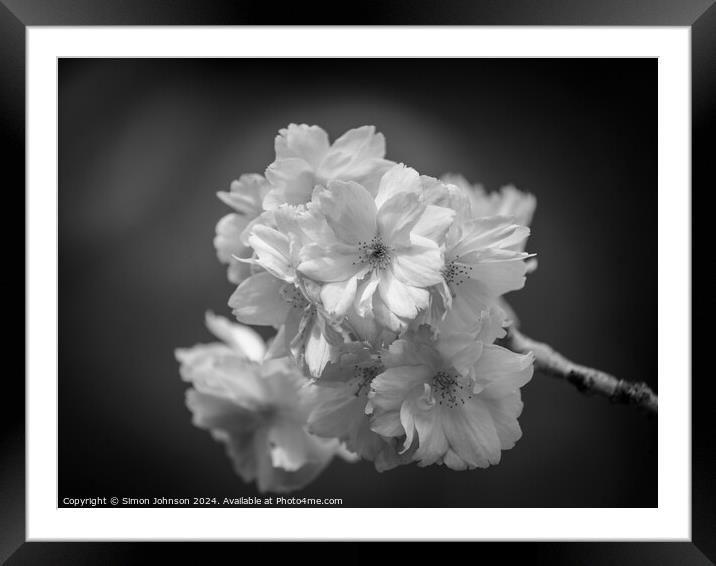 Plant flower Framed Mounted Print by Simon Johnson