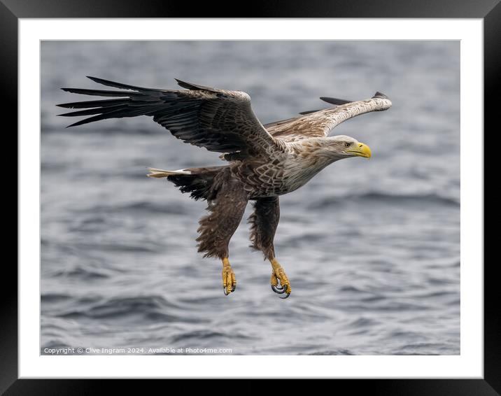 White tailed sea eagle skims the waves Framed Mounted Print by Clive Ingram
