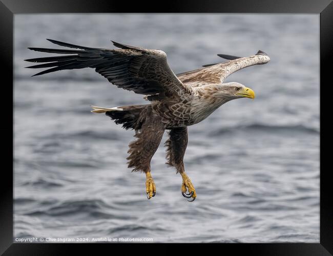 White tailed sea eagle skims the waves Framed Print by Clive Ingram