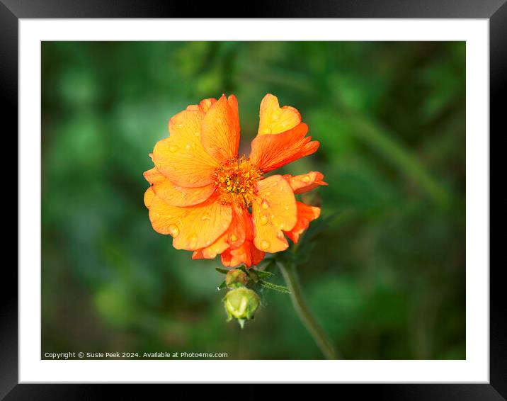 Tangerine Geum Framed Mounted Print by Susie Peek