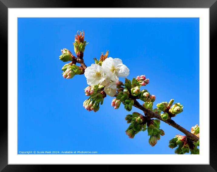 Spring Cherry Blossoms Framed Mounted Print by Susie Peek