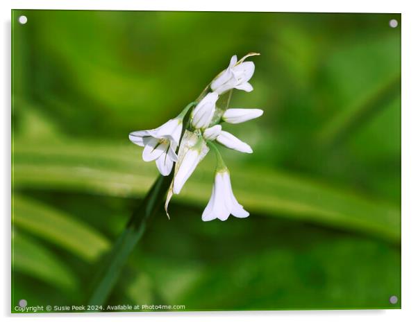 Three-cornered Leek -  Allium Triquetrum Acrylic by Susie Peek
