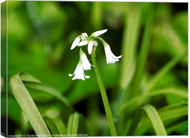 Three-cornered Leek -  Allium Triquetrum Canvas Print by Susie Peek