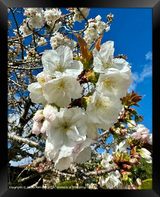 Spring Blossom Framed Print by Sheila Ramsey